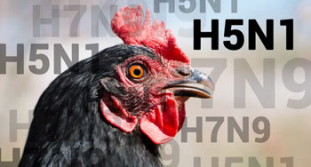 Netherlands tracks the introduction and spread of the 2020-2021 bird flu outbreak