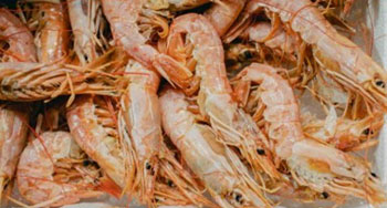 A biotech shrimp company is challenging the design and environmental impact of shrimp hatcheries